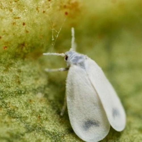 Вредители сада и огорода. Насекомые-вредители культурных растений и способы борьбы с ними 06