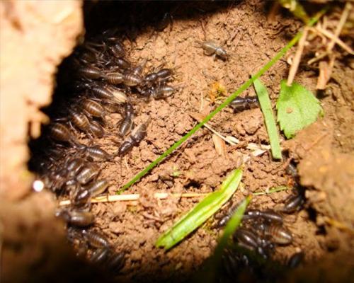 Вредители сада и огорода. Насекомые-вредители культурных растений и способы борьбы с ними 14