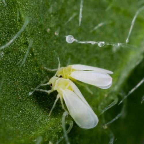 Вредители сада и огорода. Насекомые-вредители культурных растений и способы борьбы с ними 04