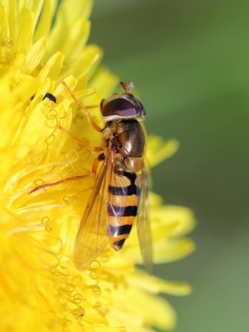 Вредители корней растений. Вредители корней садовых растений