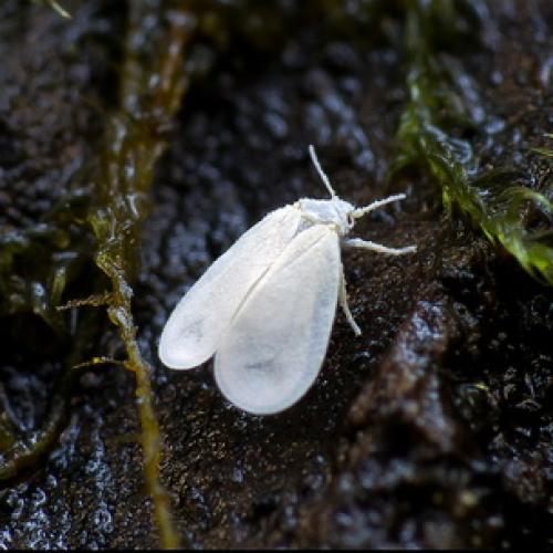 Вредители сада и огорода. Насекомые-вредители культурных растений и способы борьбы с ними 07