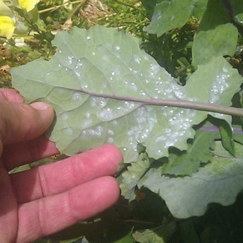 Вредители сада и огорода. Насекомые-вредители культурных растений и способы борьбы с ними 05