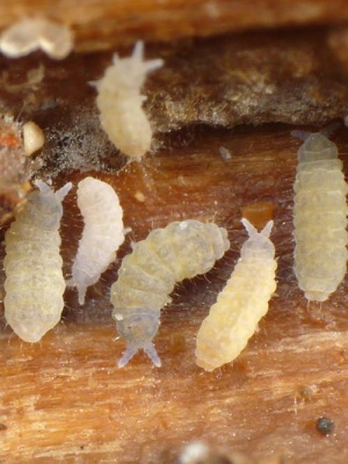 Вредители корней растений. Вредители корней садовых растений