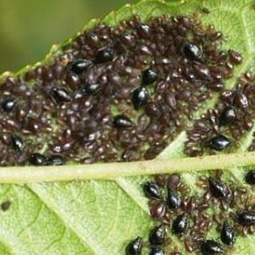 Вредители сада и огорода. Насекомые-вредители культурных растений и способы борьбы с ними 03