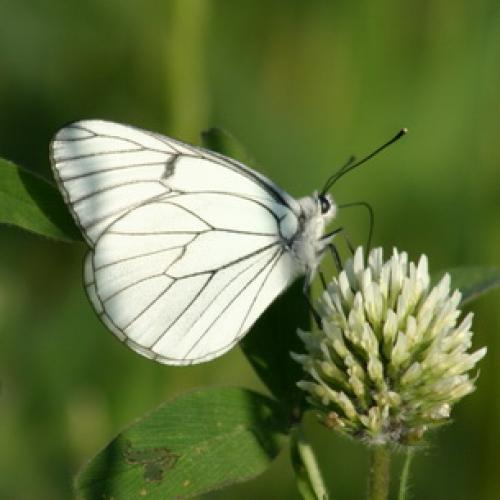Вредители сада и огорода. Насекомые-вредители культурных растений и способы борьбы с ними 10