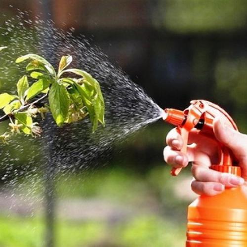 Вредители сада и огорода. Насекомые-вредители культурных растений и способы борьбы с ними 08