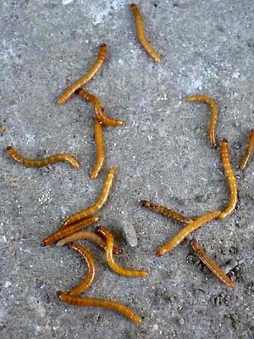 Вредители корней растений. Вредители корней садовых растений