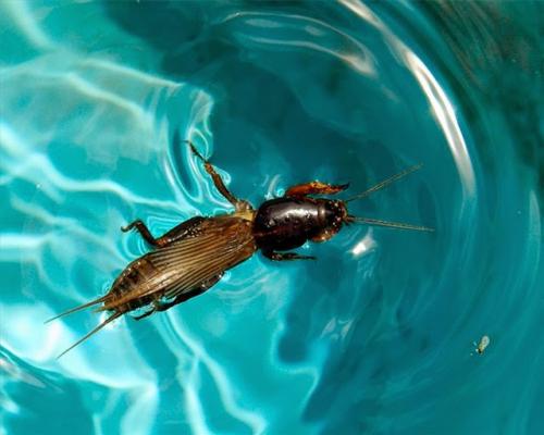 Вредители сада и огорода. Насекомые-вредители культурных растений и способы борьбы с ними 13