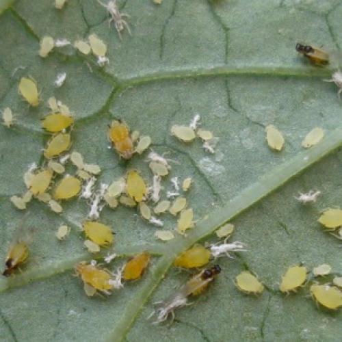 Вредители сада и огорода. Насекомые-вредители культурных растений и способы борьбы с ними 02