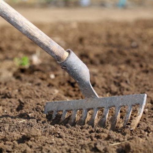 Вредители сада и огорода. Насекомые-вредители культурных растений и способы борьбы с ними 09