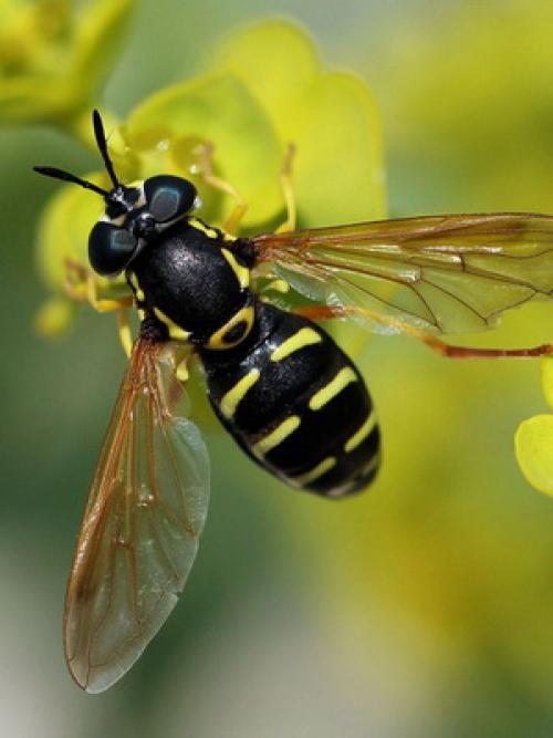 Вредители корней растений. Вредители корней садовых растений