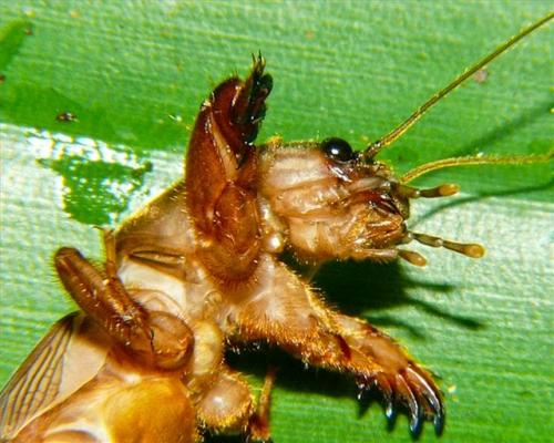 Вредители сада и огорода. Насекомые-вредители культурных растений и способы борьбы с ними 15