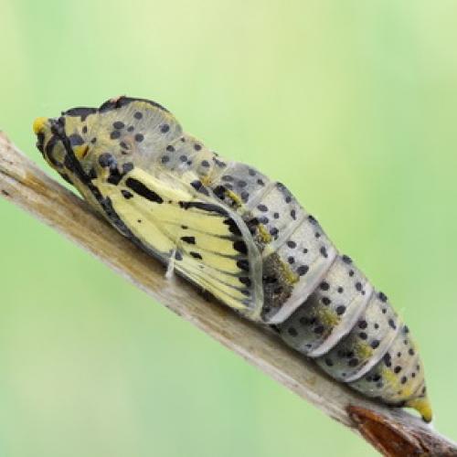 Вредители сада и огорода. Насекомые-вредители культурных растений и способы борьбы с ними 11