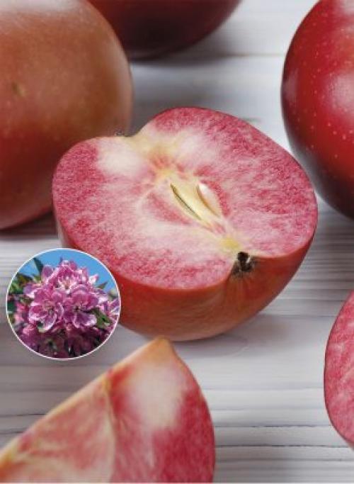 5 сортов красномясистых яблонь. Красномякотные яблони — характеристики и интересные сорта