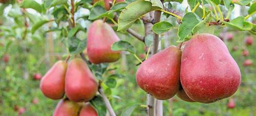 Зимние сорта груш. Выбираем самые морозоустойчивые сорта груши