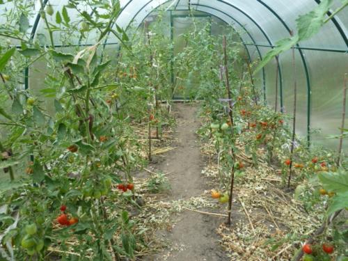 Мох в теплице. Неправильный световой режим