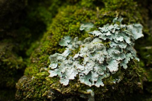 Как убрать мох из парника. Не такая уж и сложная задача: как избавиться от мха и зеленой земли в теплице