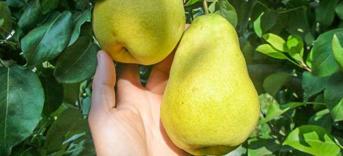 Зимние сорта груш. Выбираем самые морозоустойчивые сорта груши