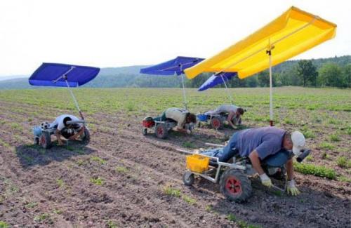 Нужно ли копать огород. Копать или не копать?