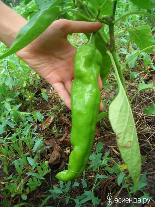 Нужно ли копать огород. Копать или не копать?