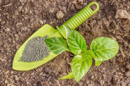 Суперфосфат осенью. Суперфосфат: инструкция по применению