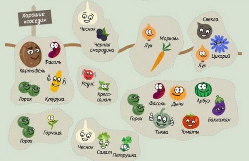 Что нельзя сажать рядом с чесноком. Что сажать рядом с чесноком