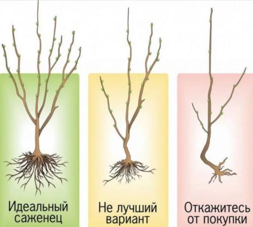 Как правильно посадить черешню осенью. Посадка черешни осенью: пошаговое руководство с фото