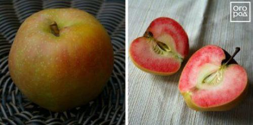 Красные яблоки внутри где растут. Яблоки с красной мякотью –, что это за сорта и чем они лучше обычных