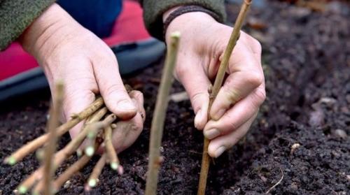 Размножение черной смородины черенками весной. Все о размножении смородины черенками
