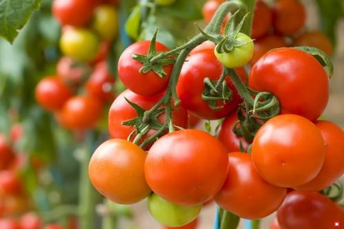 Можно ли сажать редис рядом с луком. Соседи редиса на грядке, с чем можно сажать рядом