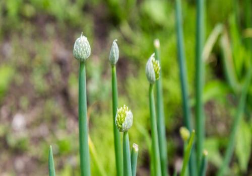 С чем сажать лук-севок. Когда сажать лук севок в открытый грунт