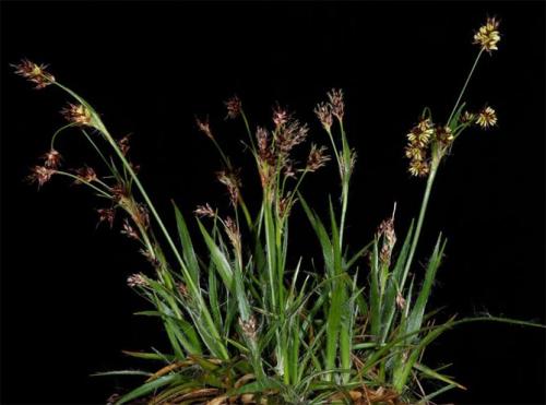 Неприхотливые многолетники для солнца и тени. Неприхотливые, тенелюбивые, многолетние растения для сада – названия и фото