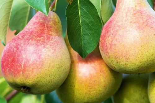 Ранние сорта груш в украине. Летние сорта груш