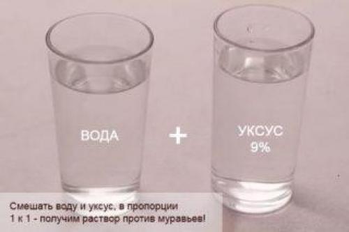 Муравьи на даче Как избавиться в доме.  Как избавиться от муравьев в доме 02