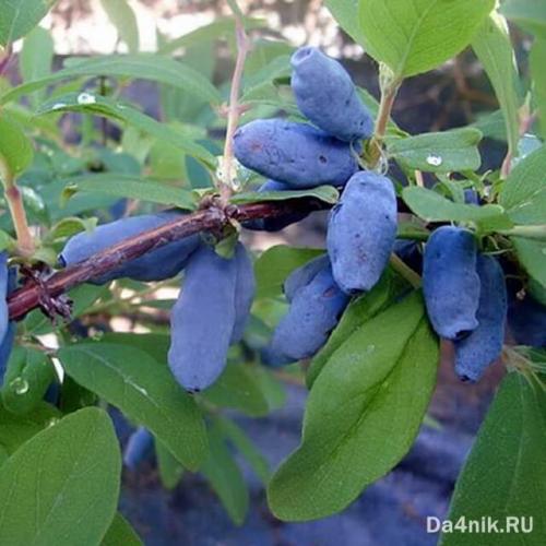 Лучшие сорта жимолости для кубани. Самые лучшие и сладкие сорта жимолости