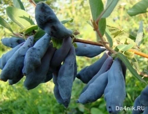 Лучшие сорта жимолости для кубани. Самые лучшие и сладкие сорта жимолости