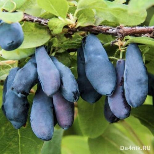 Лучшие сорта жимолости для кубани. Самые лучшие и сладкие сорта жимолости