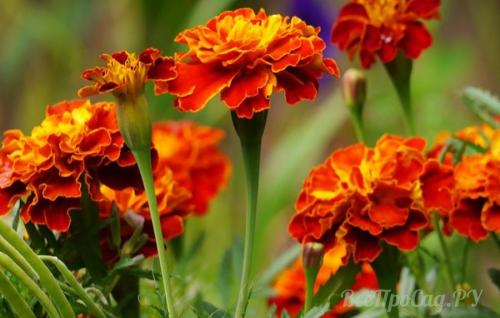 Бордюрные цветы, цветущие все лето. Однолетники для создания цветочной окантовки