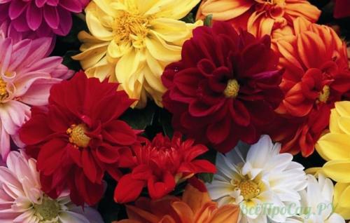 Бордюрные цветы, цветущие все лето. Однолетники для создания цветочной окантовки