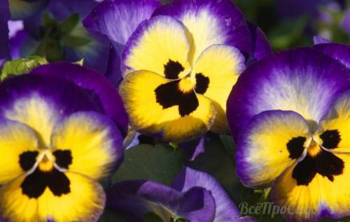 Бордюрные цветы, цветущие все лето. Однолетники для создания цветочной окантовки