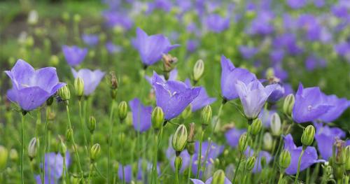 Основные работы в саду в сентябре 2025: подготовка к будущему урожаю 09 Основные работы в саду в сентябре 2025: подготовка к будущему урожаю 09