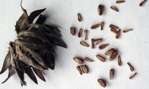 Важные дела на огороде в сентябре: что нужно сделать 04 Важные дела на огороде в сентябре: что нужно сделать 04