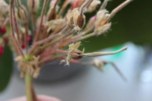 Важные дела на огороде в сентябре: что нужно сделать 07 Важные дела на огороде в сентябре: что нужно сделать 07