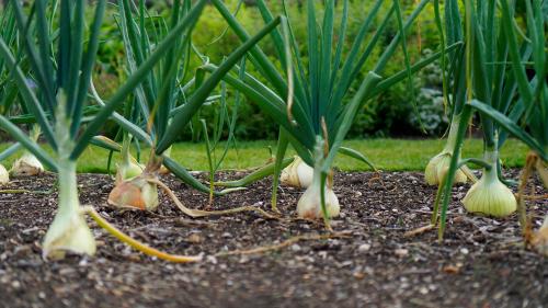 Какие растения требуют особого внимания в сентябре. Что нужно сделать на даче и огороде в сентябре