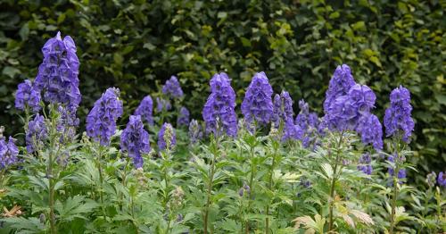 Основные работы в саду в сентябре 2025: подготовка к будущему урожаю 04 Основные работы в саду в сентябре 2025: подготовка к будущему урожаю 04