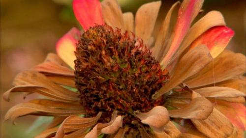 Важные дела на огороде в сентябре: что нужно сделать 03 Важные дела на огороде в сентябре: что нужно сделать 03