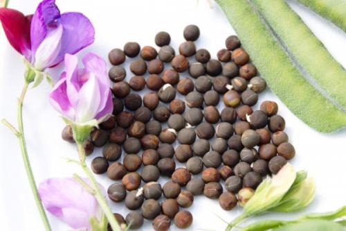 Важные дела на огороде в сентябре: что нужно сделать 06 Важные дела на огороде в сентябре: что нужно сделать 06