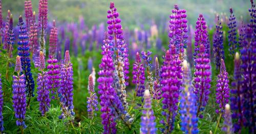 Основные работы в саду в сентябре 2025: подготовка к будущему урожаю 08 Основные работы в саду в сентябре 2025: подготовка к будущему урожаю 08