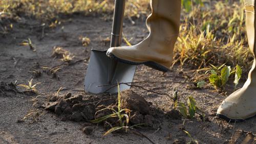 Какие растения требуют особого внимания в сентябре. Что нужно сделать на даче и огороде в сентябре