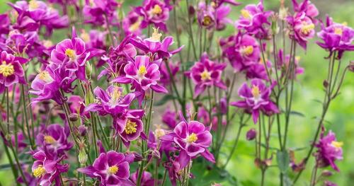 Основные работы в саду в сентябре 2025: подготовка к будущему урожаю 01 Основные работы в саду в сентябре 2025: подготовка к будущему урожаю 01